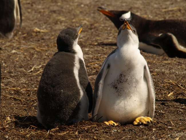 ../../Pictures/241209/155 Gentoo.JPG